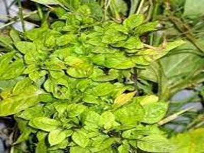 ریشه کنی بیماری جاروک لیمو ترش در فارس