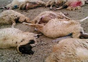 تلف شدن ۳۳ راس دام بر اثر صاعقه در اشکنان