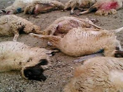 تلف شدن ۳۳ راس دام بر اثر صاعقه در اشکنان