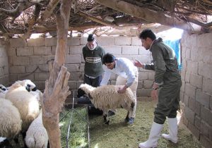 ارائه خدمات رایگان دامپزشکی در مناطق عشایری فارس