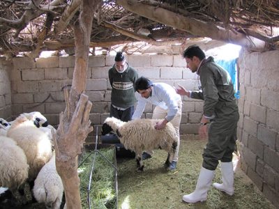 ارائه خدمات رایگان دامپزشکی در مناطق عشایری فارس