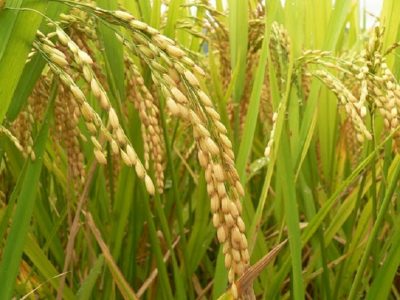 برداشت برنج از ۲۰۰ هکتار شالیزار‌های رستم
