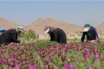 ایجاد زنجیره ارزش گیاهان دارویی در مرودشت