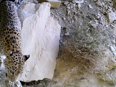 دیده شدن پلنگ ایرانی در کازرون
