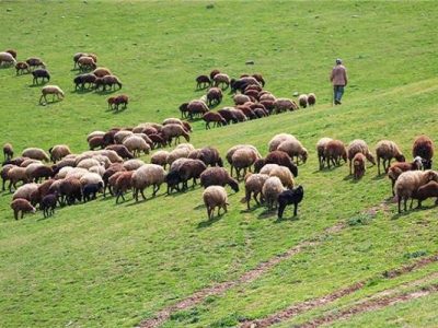 ممنوعیت ورود دام به مراتع فارس تا نیمه آبان