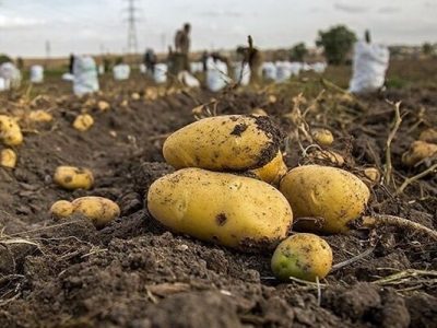 آغاز برداشت سیب زمینی در اقلید