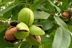 آغاز برداشت گردو در نی ریز