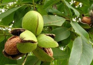 آغاز برداشت گردو در نی ریز