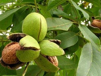 آغاز برداشت گردو در نی ریز