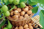 برداشت بیش از ۲هزارتُن گردو از باغات شهرستان اقلید