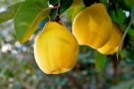 آغاز برداشت بِه در نی ریز
