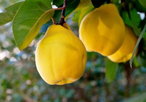 آغاز برداشت بِه در نی ریز