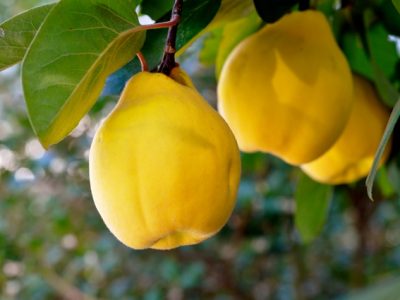 آغاز برداشت بِه در نی ریز
