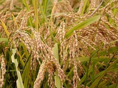 برنج بیضا راهی بازار می شود