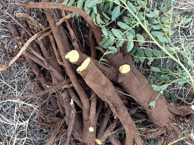 کشف دو هزار کیلو گیاه دارویی قاچاق در سپیدان