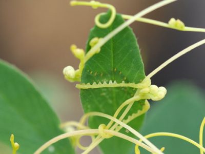با این اختراع جلو میلیاردها تومان ضرر گرفته می شود