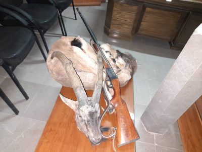 دستگیری متخلفان شکار پازن وحشی در اقلید