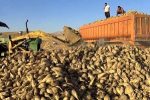 آغاز برداشت چغندرقند در کوار