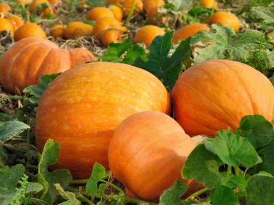 اقلید رکورددار تولید کدو آجلیی
