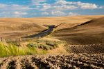 آغاز طرح جهش تولید دیم زار‌های شهرستان ارسنجان