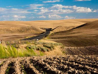 آغاز طرح جهش تولید دیم زار‌های شهرستان ارسنجان