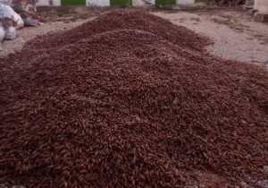 کشف ۵ تن بلوط قاچاق در فارس