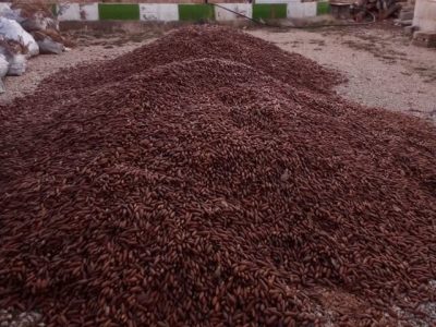 کشف ۵ تن بلوط قاچاق در فارس