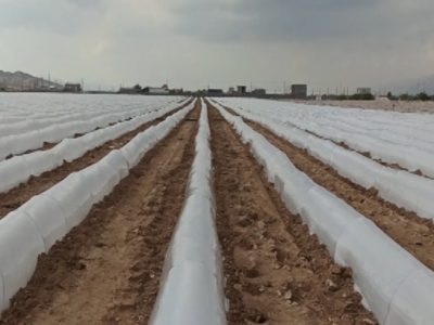 آغاز کاشت صیفی جات زمستانه در مهر