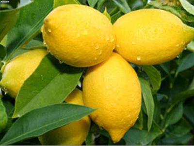 صادرات ۴۰ تن لیموی لیسبون جهرم به روسیه
