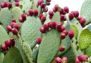 کاکتوس در جنوب فارس به بار نشست