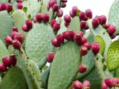 کاکتوس در جنوب فارس به بار نشست
