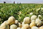 آغاز برداشت محصولات سبزی و صیفی در خنج