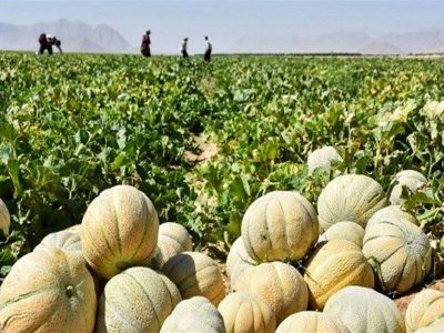 آغاز برداشت محصولات سبزی و صیفی در خنج