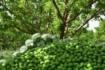 برداشت گوجه سبز در فارس