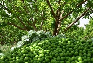 برداشت گوجه سبز در فارس