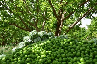 برداشت گوجه سبز در فارس