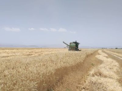 برآورد تولید ۱۰۰ هزار تن گندم در خرامه
