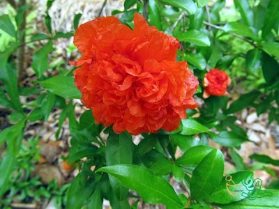 آغاز برداشت گلنار فارسی در ارسنجان
