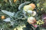 روگوز در کمین مزارع گوجه فرنگی و فلفل دلمه فارس