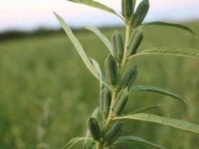 آغاز کاشت کنجد در قیروکارزین