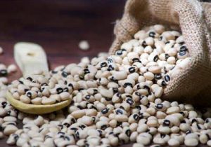 افزايش ۱۰ درصدي كشت لوبيا چشم بلبلي در قیروکارزین