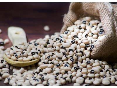 افزايش ۱۰ درصدي كشت لوبيا چشم بلبلي در قیروکارزین