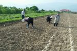 آغاز کشت کنجد در کازرون