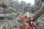 خسارت ۸۰۰ میلیون تومانی مونسون در خنج