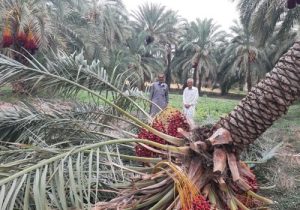 خسارت ۸۰۰ میلیون تومانی مونسون در خنج