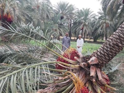 خسارت ۸۰۰ میلیون تومانی مونسون در خنج