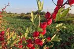 برداشت چای ترش از مزارع کازرون