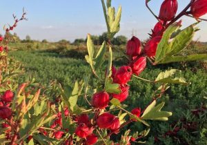 برداشت چای ترش از مزارع کازرون