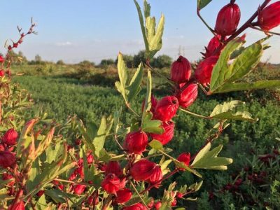 برداشت چای ترش از مزارع کازرون