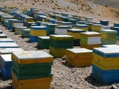 کلونی های زنبور عسل قیروکارزین سرشماری میشوند
